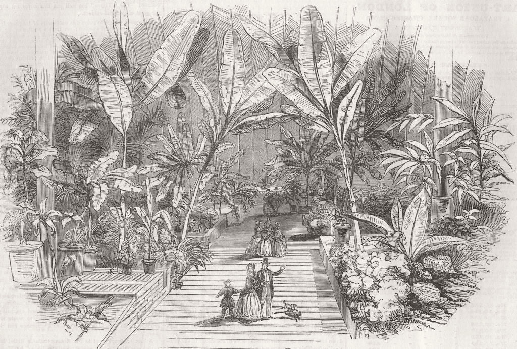 DERBYS. Chatsworth Conservatory-South Palm Aisle 1846 old antique print